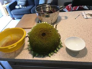 CarolineSunflowerHead