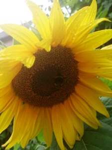 JayneSunflower