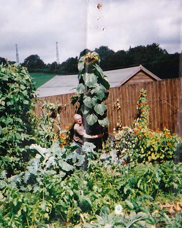 RoyPriceSunflower2004