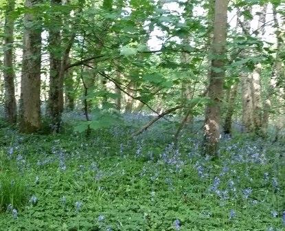 bluebells