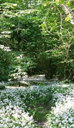 wildgarlic