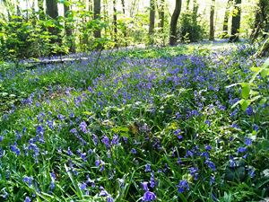 Bluebells