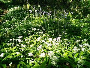 WildGarlic