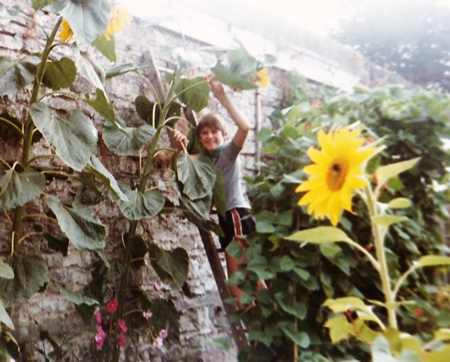 AdrianKitchenSunflowerCompetiton1980s