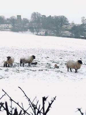 BeastFromTheEastSheep